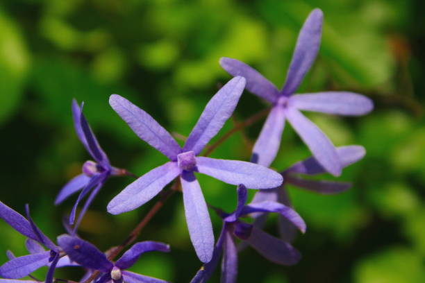 istock purple flower with 5 petals 842972244