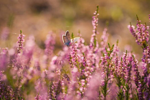 heather. schmetterling auf einem busch von wilden heidekraut im wald - moor stock-fotos und bilder