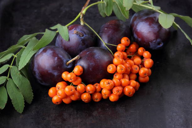 istock Blue plum and ashberry on a dark background for the designer 842975708