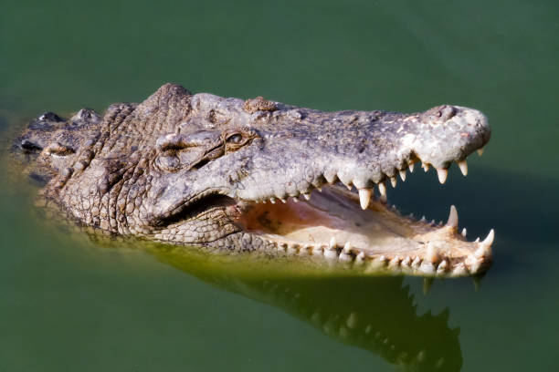 istock Head of crocodile with open mouth 842975718