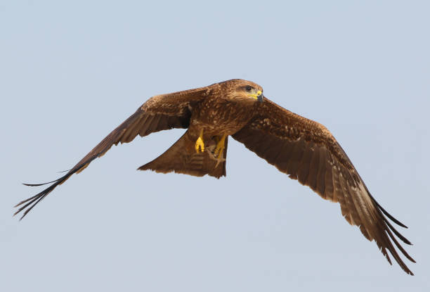 istock Brahmini kite in flight with open wings and fish in paws 842975908