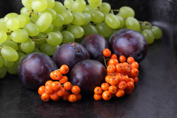 istock Plums, grapes and ashberry on a dark background in retro style for designer 842976732