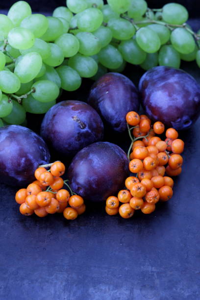 istock Plums, grapes and ashberry on a dark background in retro style for designer 842976786