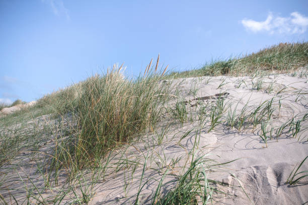 istock Dune with fresh lyme grass in the sand 842976846