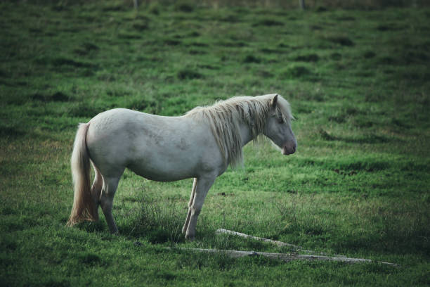 istock White icelandic horse 842980484