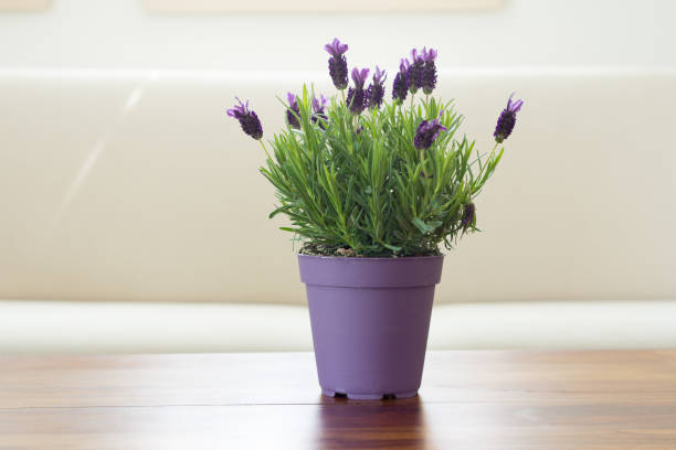 lavender plant flowers in pot stock photo