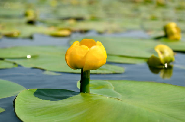 istock Yellow water lily spatter-dock among green leaves 842987592