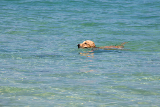 istock Dog swimming in the sea 842987624