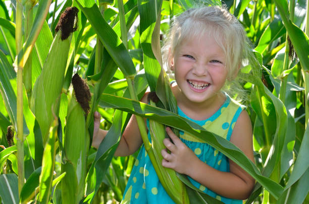 istock A small, cheerful girl among high, green corn 842987640