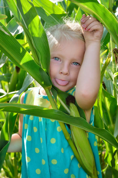istock A small, cheerful girl among high, green corn 842987782