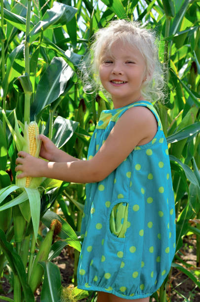 istock A small, cheerful girl among high, green corn 842987820