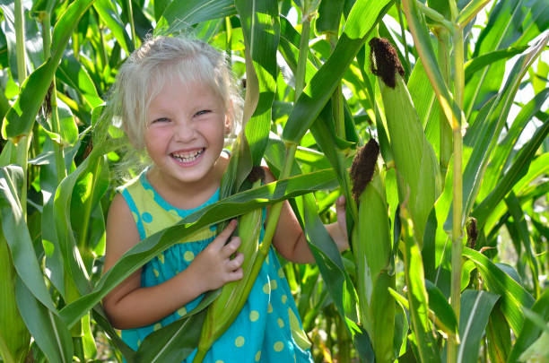 istock A small, cheerful girl among high, green corn 842987880