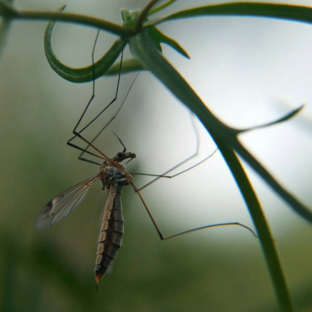 istock Mosquito hanging on a grass on blurred background 842988144