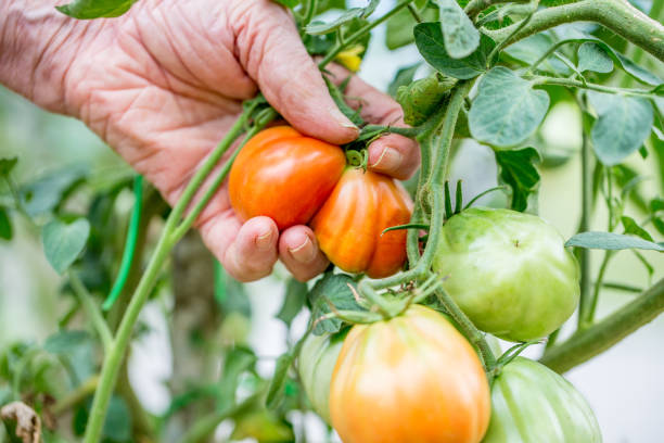 istock Picking Tomato on the Vegetable Garden 842988782