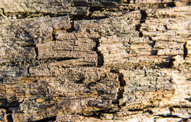 istock texture of weathered wooden planks 842992368
