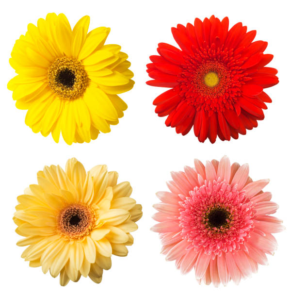 istock Big Selection of Colorful Gerbera flower (Gerbera jamesonii) Isolated on White Background. 842997380
