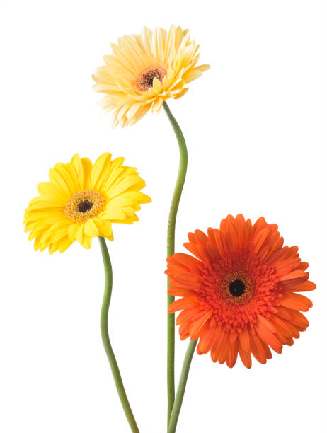 istock Bouquet of flowers gerberas isolated 842997412