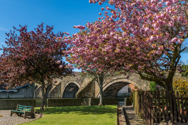 Ayr Auld Brig and blossoms. stock photo