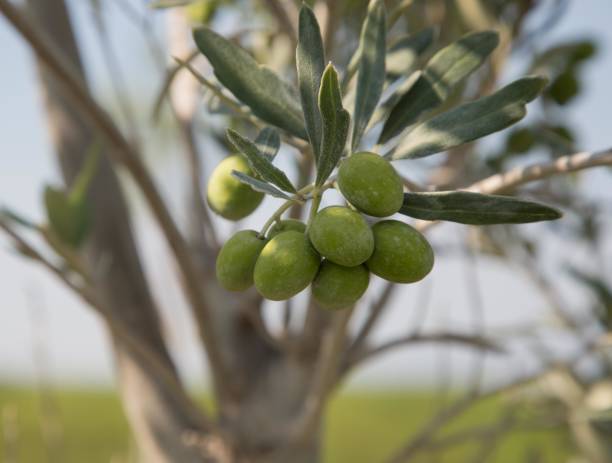 istock Close up of Green Olives on tree 842997602