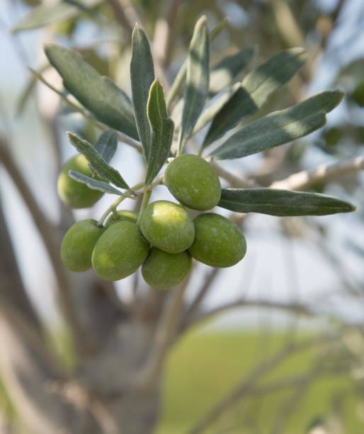 istock Close up of Green Olives on tree 842997616