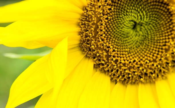 istock close up of sunflower 842999484