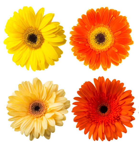 istock Big Selection of Colorful Gerbera flower (Gerbera jamesonii) Isolated on White Background. 843000400