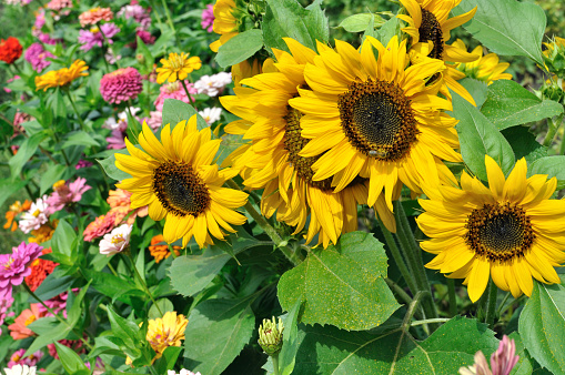 close-up of blooming sunflowers in the garden