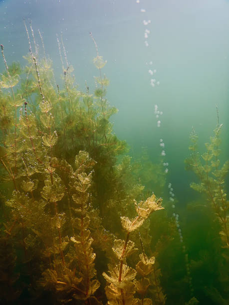 istock Sunlight Underwater freshwater flora rivers, lakes, pond. Surface. 843001394