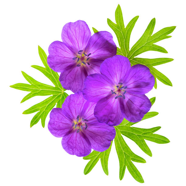 close up top view of beautiful blooming purple bloody crane's-bill geranium flower with green leaves is isolated on white background, flat lay - geranium pratense imagens e fotografias de stock