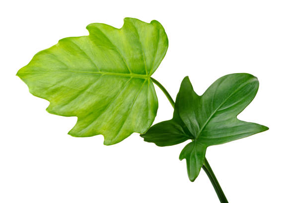 istock natural different jungle rain forest green leaves, philodendron isolated on white background, close up 843001528