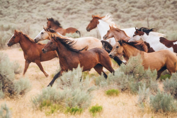 A group of wild looking horses grazes on grass, the Cascade mountain range visible behind them.