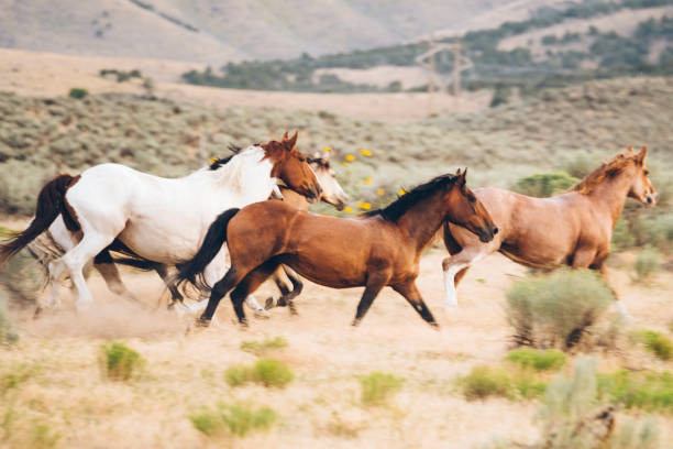 istock Cowboy Lifestyle in Utah 843001606