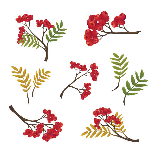 illustrations, cliparts, dessins animés et icônes de branche de rowan automne avec des feuilles - sorbe
