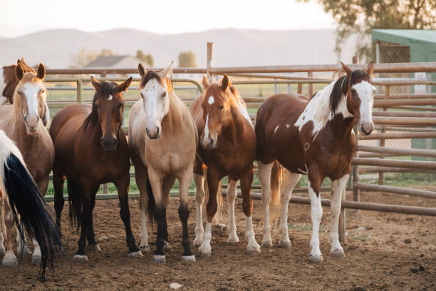 A group of horses at the ranch.