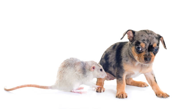 istock shorthair chihuahua and rat 843004772