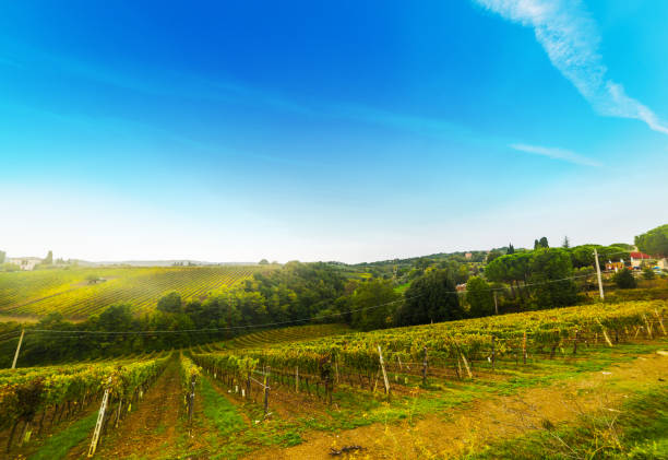 istock Green vineyards in Montalcino valley 843004868