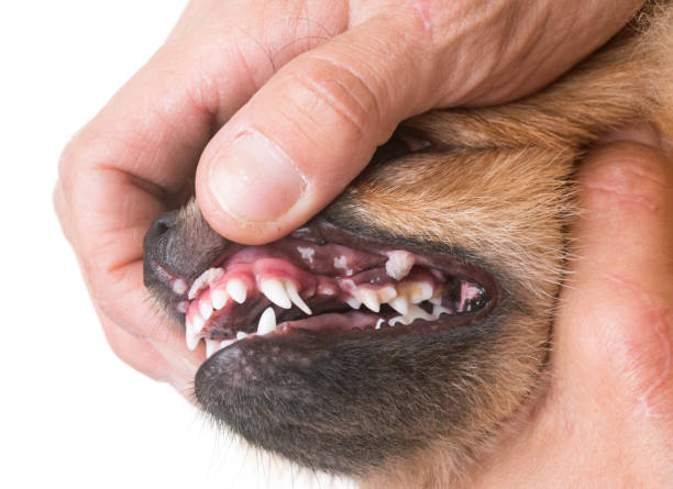 istock mouth ulcer on dog 843005004