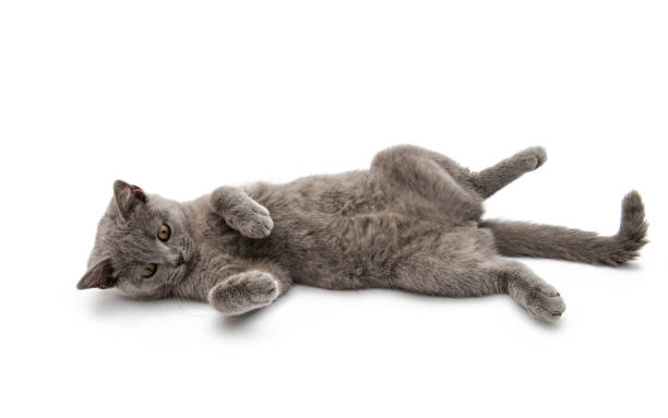 istock British shorthair grey cat isolated 843005054
