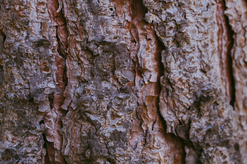 Pine tree bark background. Bark tree texture. Abstract texture and background for graphic design. Organic texture. Rough abstract texture. Natural pattern. Macro view of pine tree bark textured. Pine tree bark texture and background perfect for designers and graphic design.