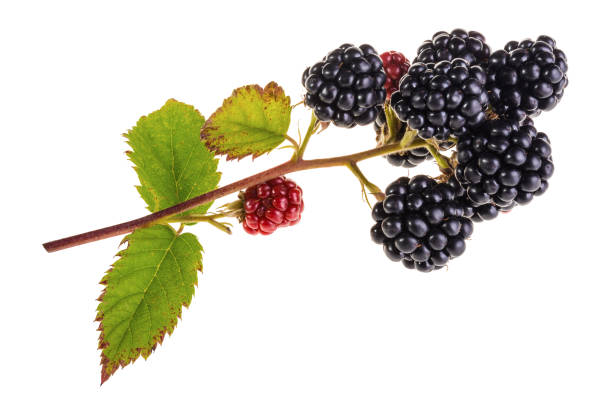 istock Branch of bramble isolated on white background 843008448