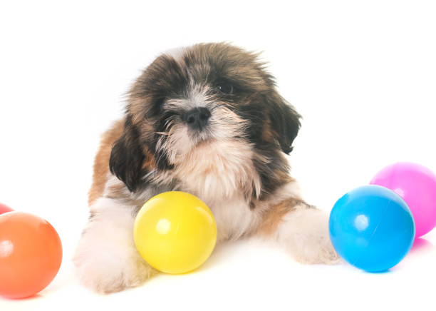 istock puppy shih tzu 843008490