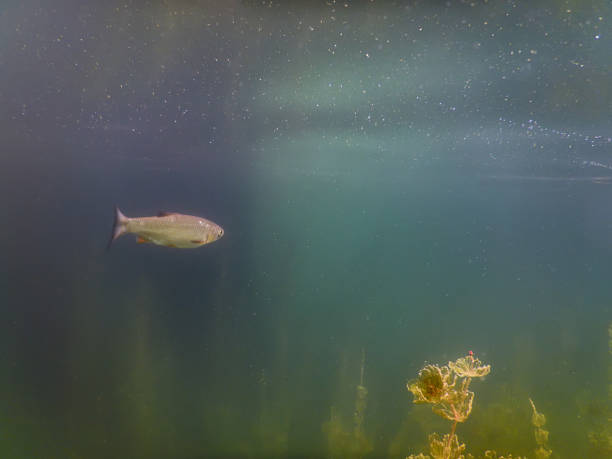 istock Underwater scene Freshwater fish rivers and lakes. 843008776