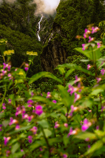 30,000+ Valley Of Flowers National Park Pictures | Download Free Images on  Unsplash