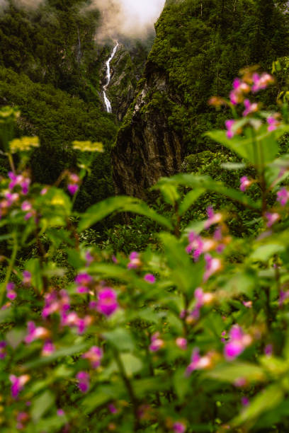 bela caminhada em uttaranchal chamado vale das flores, no himalaia, parque nacional de nanda devi da biosfera, maravilhosa paisagem, montanhas, colinas, neblina, neblina, chuva, monções, flores coloridas, papel de parede - devi - fotografias e filmes do acervo