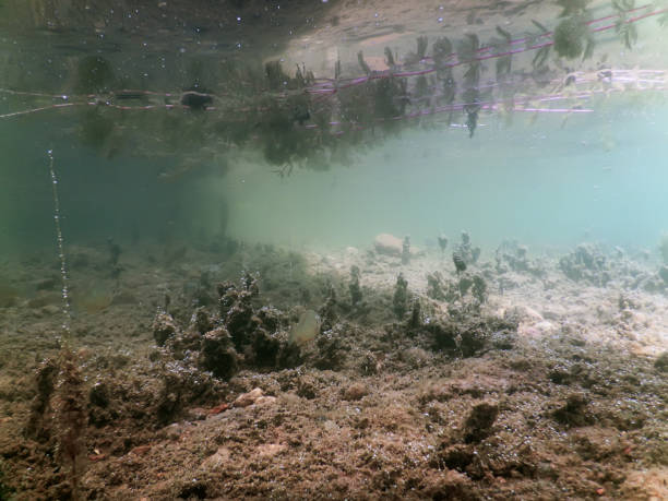 istock Underwater freshwater flora rivers, lakes, pond. Surface. 843009138