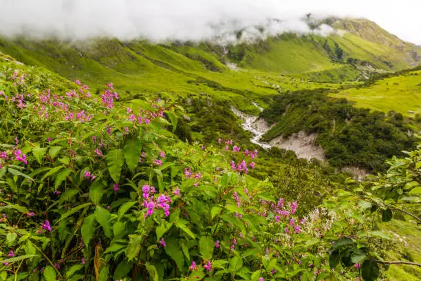Photo of Beautiful Trek in Uttarakhand called Valley of Flowers in Himalayas, Nanda Devi biosphere national park, amazing landscape, mountains, hills, foggy, misty, rain, monsoons, colorful flowers, wallpaper