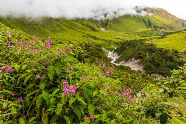 bela caminhada em uttaranchal chamado vale das flores, no himalaia, parque nacional de nanda devi da biosfera, maravilhosa paisagem, montanhas, colinas, neblina, neblina, chuva, monções, flores coloridas, papel de parede - devi - fotografias e filmes do acervo