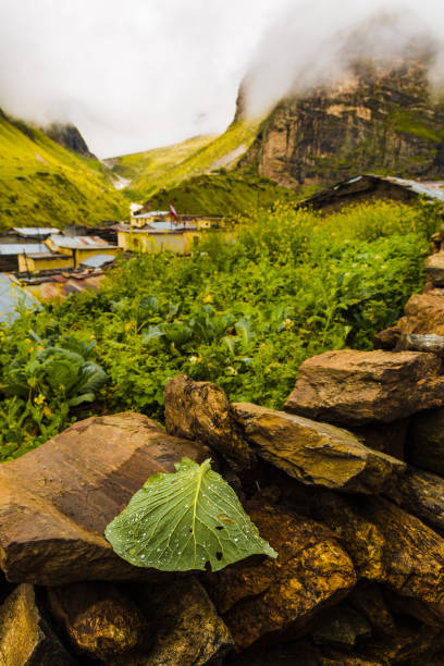 India's last village towards China called MANA near the holy city of Badrinath in Uttarakhand. Beautiful, Nature, Ganges, Ganga , misty , foggy quaint village. Nature portrait, dew on leaf, wallpaper Último pueblo de la india hacia china había llamada mana cerca de la ciudad santa de badrinath en uttarakhand. hermosa naturaleza, ganges, ganges, pueblo pintoresco brumoso, brumosa. retrato de la naturaleza, rocío en hoja, papel pintado