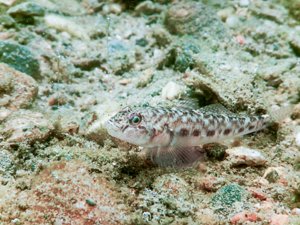 Round goby Underwater close up. Fresh water fish. Round goby Underwater close up. Fresh water fish. trimma okinawae stock pictures, royalty-free photos & images