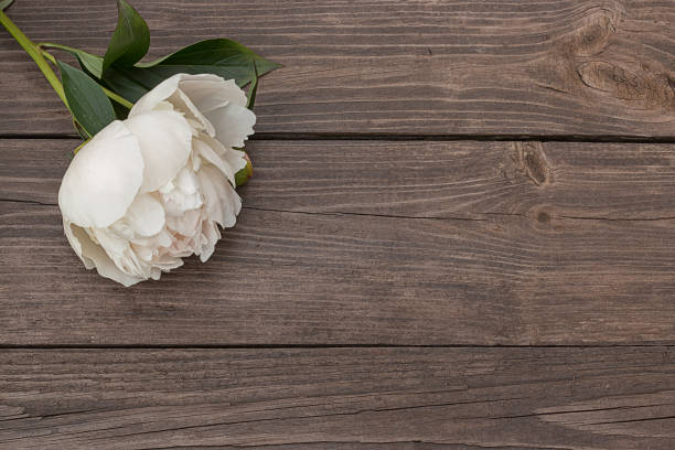istock White peony on wooden background 843016714